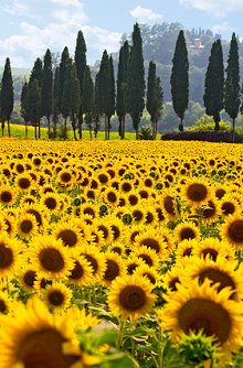 couples and psychosexual therapy. Library Image: Sunflower Field